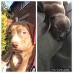 Sasha And Tyson💖🐶 - @sashaandtyson2436 - Instagram