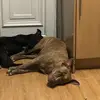 Sasha And Tyson - @sashaxandxtyson - TikTok