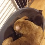 🐶Sasha And Tyson🐶 - @sasha_and_tyson2436 - Instagram