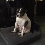 @tyson_and_sasha_ellis - Instagram