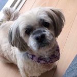 Sasha Wilkinson - @sashamaylhasa - Instagram