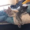 Saskia Anderson138 - @kovu_brahms_cats - TikTok