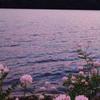 saskia.kelly - @miaa.grove07 - TikTok