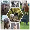 Saskia Mullers - @saskia.mullers - TikTok