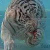 Satender Agarwal - @satenderagarwal - TikTok
