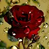 satinder bhatti011 - @satinderbhatti5787 - TikTok