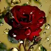 Satinder cheema - @satinder.cheema007 - TikTok