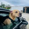 sana - @satindersaini001 - TikTok