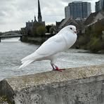 Satinder Saini - Facebook