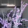 satish abraham - @satishabraham - TikTok