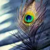 satish Chavda - @satishchavda05 - TikTok