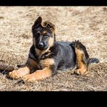 Satish Datta Kennles - @satishdattakennles - Instagram