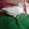 Satish Nandiyali - @satishnandiyali - TikTok