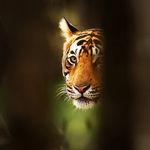 Satish Thota - @satish165165 - Instagram