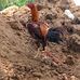 Satish Thota - Facebook