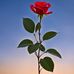 Satya Kumar - Facebook