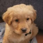 Saul Arras - @snozbeary - Instagram