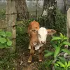 Saul Badillo - @saul.badillo56 - TikTok