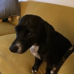 Saul Bellow - @saulbellowthedog - Instagram