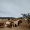 Saul Bernal - @saul.bernal30 - TikTok