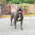 Saul David Blanco - @il.doctorebulls - Instagram