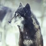 Saul Favela - @saul_is_wolf - Instagram