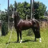 saulgatica270 - @saulgatica270 - TikTok
