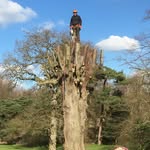 Saul Hunt - @huntstreesurgery - Instagram