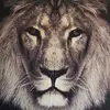 🤴🤴REY LEÓN 🦁🦁 - @saulleon380 - TikTok