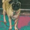 Saul Levy Perez Juár - @saullevyperezjuár - TikTok