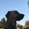 shapirosaul - @shapirosaul - TikTok