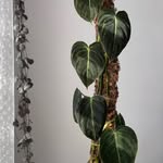 Sandra Yoder - @sternsbrandco - Instagram