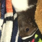 Savanah Cox - @ruffus_the_guineapig - Instagram