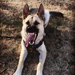 Savanah Johnson - @_maverickthegsd_ - Instagram