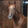 Savanna Combs - @savanna.combs3 - TikTok
