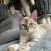 Savanna Field's Bengalcats - Facebook