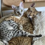 Chatterie West Island Savannah (Guylaine Bernard) - @west_island_savannah - Instagram