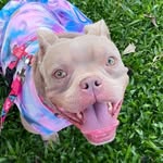 SAVANNAH BUIAR BULL | AMERICAN BULLY - @savannahbuiarbull - Instagram