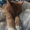Savannah Case - @luna.dishwasher.case08 - TikTok