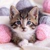 Savannah Case - @savannah.case - TikTok