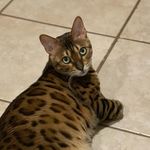 A Bengal, Savannah and Maine Coon - @ares_the_menace - Instagram