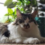 Chloe Adía F2 Savannah and Abby the Maine Coon - @chloe_and__abby - Instagram