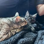 Odin the Savannah and Freyja the Maine Coon - @odinandfreyja_cats - Instagram