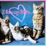 Sasha,Nala&Fiver - @savannahcoones_kitties - Instagram