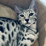 Savannah and Maine Coon Cat Breeder - @stunning_cats_ - Instagram