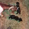 Savanna Daugherty /aggirl🐷🙏? - @savanna.daugherty1 - TikTok