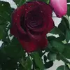 @savannah - @savannah.dewy - TikTok
