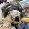 Mylo the Havanese 🐾❣️ - @savannahdrewmedia - TikTok