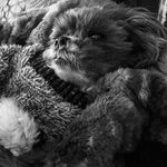Savannah’s Fur Seasons Pet Resort - @savannahs_furseasons_petresort - Instagram