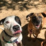 Savannah Eldridge - Miss Behaving Mutts - @missbehavingmutts - Instagram